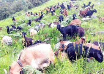 व्यावसायिक फलफूल खेती र बाख्रा पालनमा रमाउँदै