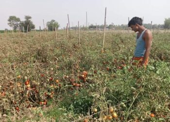 गोलभेडाको मुल्य नपाउँदा किसान चिन्तित