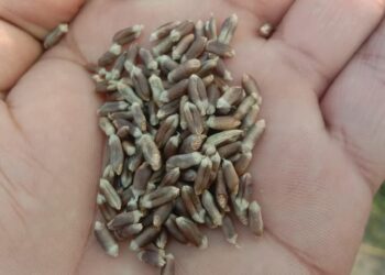 रामलालले उत्पादन गरे कालो गहुँ