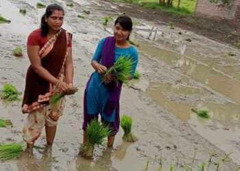 भोक्राहा नरसिंहमा धान रोप्दैँ मनाइयो धान दिवस