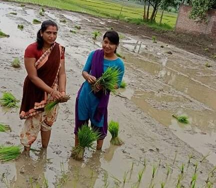 भोक्राहा नरसिंहमा धान रोप्दैँ मनाइयो धान दिवस