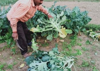 बीउमै ठगिए किसान