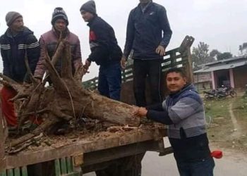 जाडाे बढे पछि आगाे ताप्न सत्ति कर्णाली सामुदायिक वनद्वारा चाेक चाेकमा दाउरा