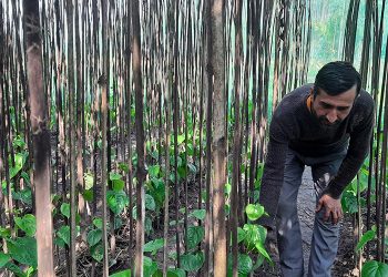 पान खेतीबाट आम्दानी गर्दै किसान