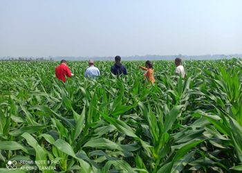 भोक्राहा नरसिंहमा मकै अनुशन्धान ,मकैमा अमेरिकन फौजी किराको प्रकोपः
