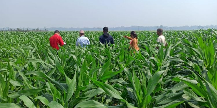 भोक्राहा नरसिंहमा मकै अनुशन्धान ,मकैमा अमेरिकन फौजी किराको प्रकोपः