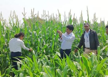 मकै ब्लक क्षेत्रमा आवद्व किसानहरूको मकैबाली अनुगमन