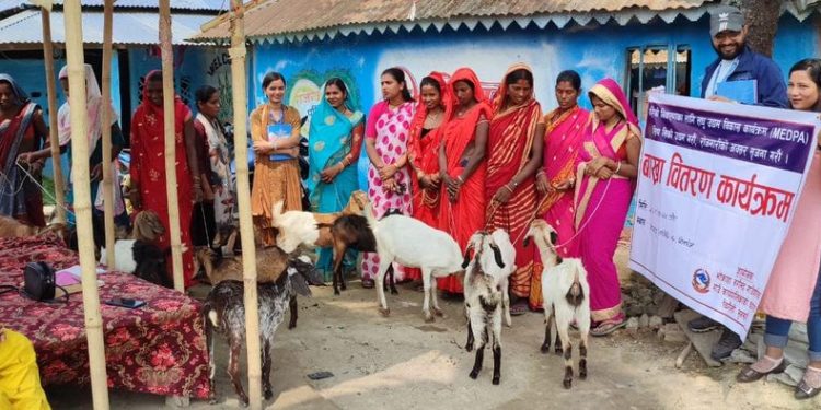 भोक्राहा नरसिंह गाउँपालिकामा बाख्रा वितरण