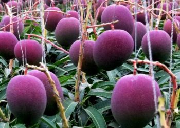 आँपकाे अन्तर्राष्ट्रिय बजार मूल्य प्रतिकिलो ४ लाख ३२ हजार मात्र