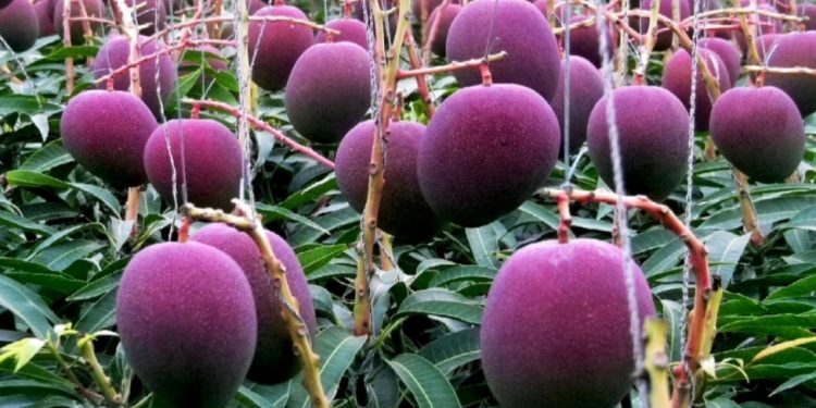 आँपकाे अन्तर्राष्ट्रिय बजार मूल्य प्रतिकिलो ४ लाख ३२ हजार मात्र