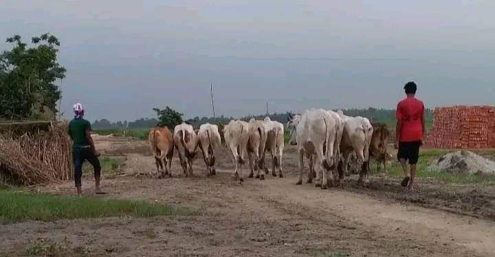 सत्ता र शक्तिकाे आडमा तस्करी, प्रहरीद्वारा ३४ वटा चाैपाया नियन्त्रण