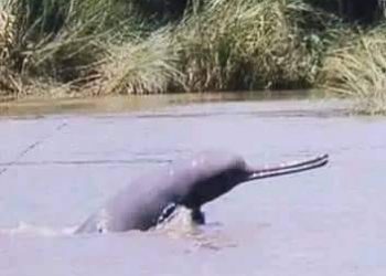 जलस्तर बढेसँगै कैलालीका नदीमा देखिन थाले डल्फिन