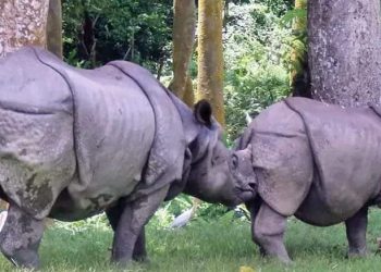 भालेले जबरजस्ती गर्न खोज्दा जुधेर धेरैजसो गैँडाको जान्छ ज्यान