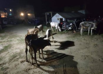 सप्तरीमा सशस्त्र प्रहरीद्वारा लाखौंको अबैध कपडा र गाेरु बरामद