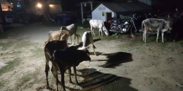 सप्तरीमा सशस्त्र प्रहरीद्वारा लाखौंको अबैध कपडा र गाेरु बरामद