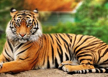 टीकापुरमा बाघकाे आक्रमणबाट महिला घाईते