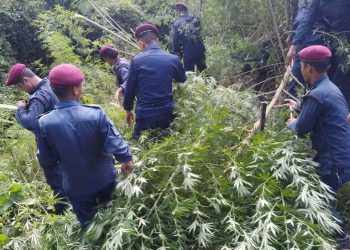 प्रहरीद्वारा विभिन्न स्थानमा ५ हजारभन्दा बढी गाँजा बाेट नष्ट