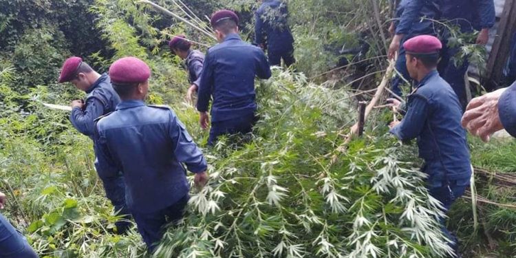 प्रहरीद्वारा विभिन्न स्थानमा ५ हजारभन्दा बढी गाँजा बाेट नष्ट