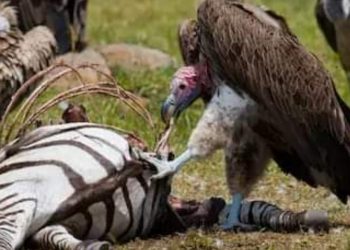 रेस्टुरेन्टमा गिद्धलाई नियमित चारो