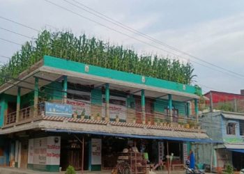 घरकाे छतमै मकै फलाएकाे देखेर समाजिक सञ्जालमा तरंग