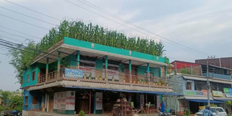 घरकाे छतमै मकै फलाएकाे देखेर समाजिक सञ्जालमा तरंग