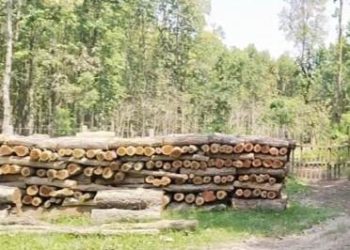 प्रकाशपुर-रामधुनी सा. बनले गर्यो, ३ लाख मूल्यपर्ने अबैध काठ कुम्ल्याउने षड्यन्त्र