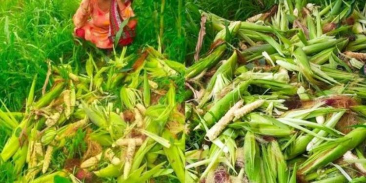 मकै खेतबारीमा बँदेल र बाँदरकाे आक्रमण