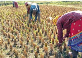 सुनसरीका किसानहरूले शून्य खनजोतमा मकै खेती गर्दै