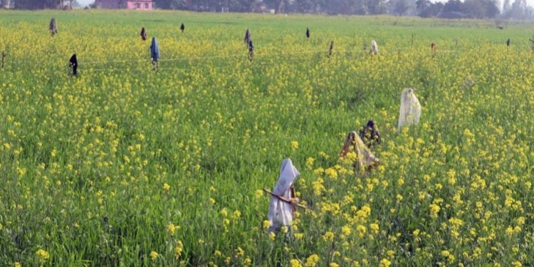 तोरी खेतीप्रति किसानको आकर्षण बढ्दै