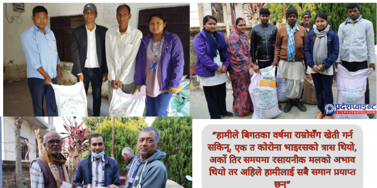 गढीका किसान अनुदान गहुँ र मकै पाएपछि खुशी