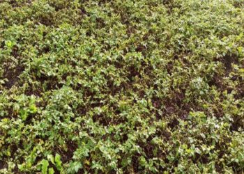 चिसोले आलुखेतीमा डढुवा कीराको सङ्क्रमण