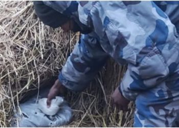 सुनसरीबाट ३३ केजी गाँजा बरामद