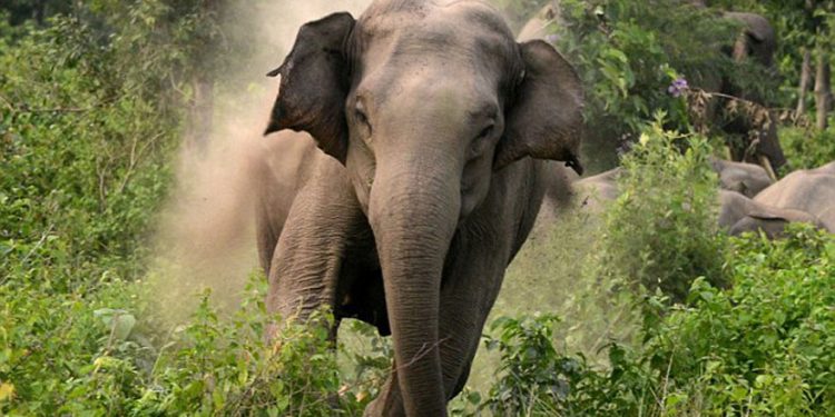 जङ्गली हात्तीको आक्रमणबाट ६९ वर्षीय बिष्टको मृत्यु