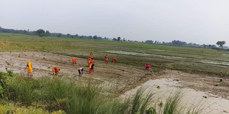 बाढीको उच्च जोखिम क्षेत्र भोक्राहा नरसिंह गाउँपालिकामा: किसानलाई धान रोपाइँको चटारो