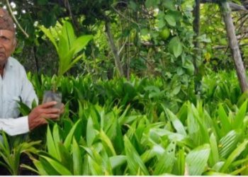 सुपारीखेती विस्तार हुदै, एक करोड ८० लाख मूल्य बराबरका सुपारीका बिरुवा बिक्री