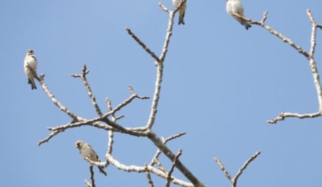 नयाँ प्रजातिका चरा फेला