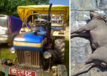 गोली हानेर मारिएको बँदेल बेवारिसे देखाएर पूर्वडीआईजी र बहालवाला सईलाई उन्मुक्ति