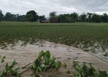 लगातारको वर्षा र बाढीले सुनसरीमा धान र तरकारी बालीमा ठूलो क्षति