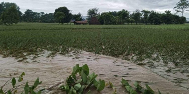 लगातारको वर्षा र बाढीले सुनसरीमा धान र तरकारी बालीमा ठूलो क्षति