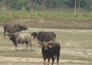 काेशी टप्पुका अर्नासँगै बाढीमा बगेर भारतका गाँउमा पसेपछि भारतीयहरूमा आतंक, चार अर्नाको हत्या