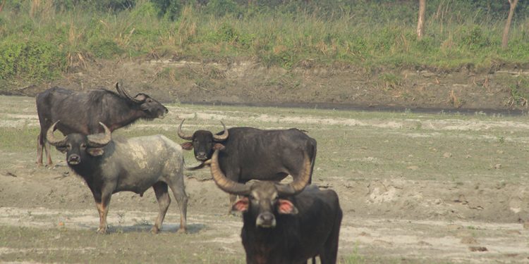काेशी टप्पुका अर्नासँगै बाढीमा बगेर भारतका गाँउमा पसेपछि भारतीयहरूमा आतंक, चार अर्नाको हत्या