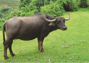 भैंसी पालेर ३० लाख रुपैयाँ अनुदान दुरुपयोग