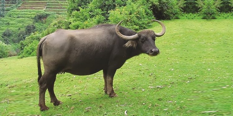 भैंसी पालेर ३० लाख रुपैयाँ अनुदान दुरुपयोग