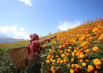 सयपत्री फूल टिप्न सुरु, तस्बिरहरू