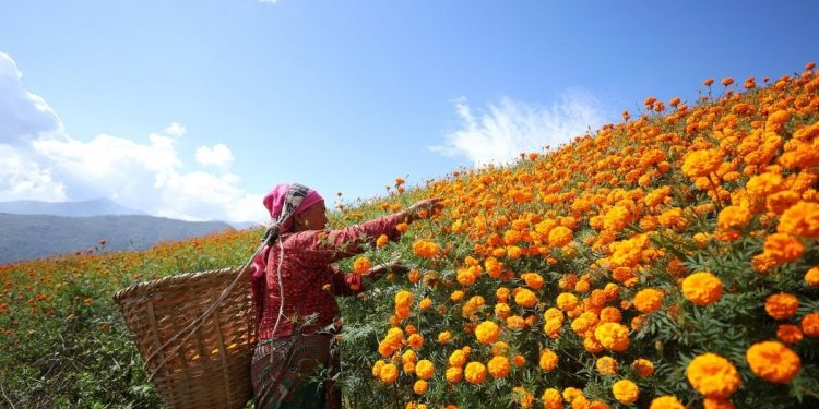 सयपत्री फूल टिप्न सुरु, तस्बिरहरू