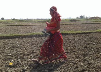 धान भित्र्याएको खेतमा मकै र गहुँ छर्न सुरु