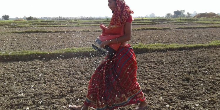 धान भित्र्याएको खेतमा मकै र गहुँ छर्न सुरु