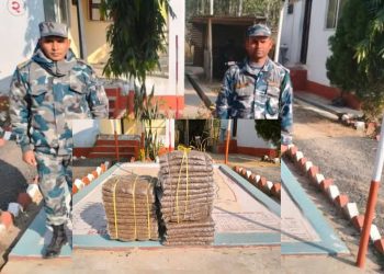 सशस्त्र प्रहरीले देवानगञ्जबाट ३१ किलो गाँजा बरामद