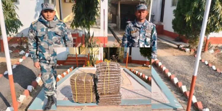 सशस्त्र प्रहरीले देवानगञ्जबाट ३१ किलो गाँजा बरामद