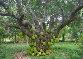 रूख कटहर आयात हुँदै, कालीमाटी बजारमा किन्नको दर प्रतिकिलो १४०-१५० रुपैयाँ
